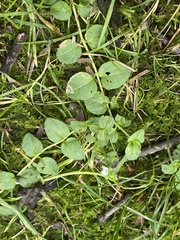 Veronica serpyllifolia