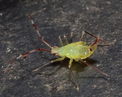 Hyaliodes