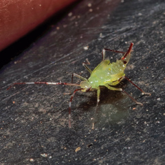 Hyaliodes