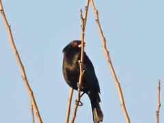 Molothrus aeneus