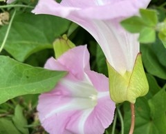 Calystegia × lucana