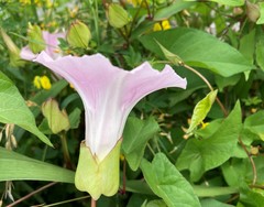 Calystegia × lucana