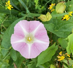 Calystegia × lucana