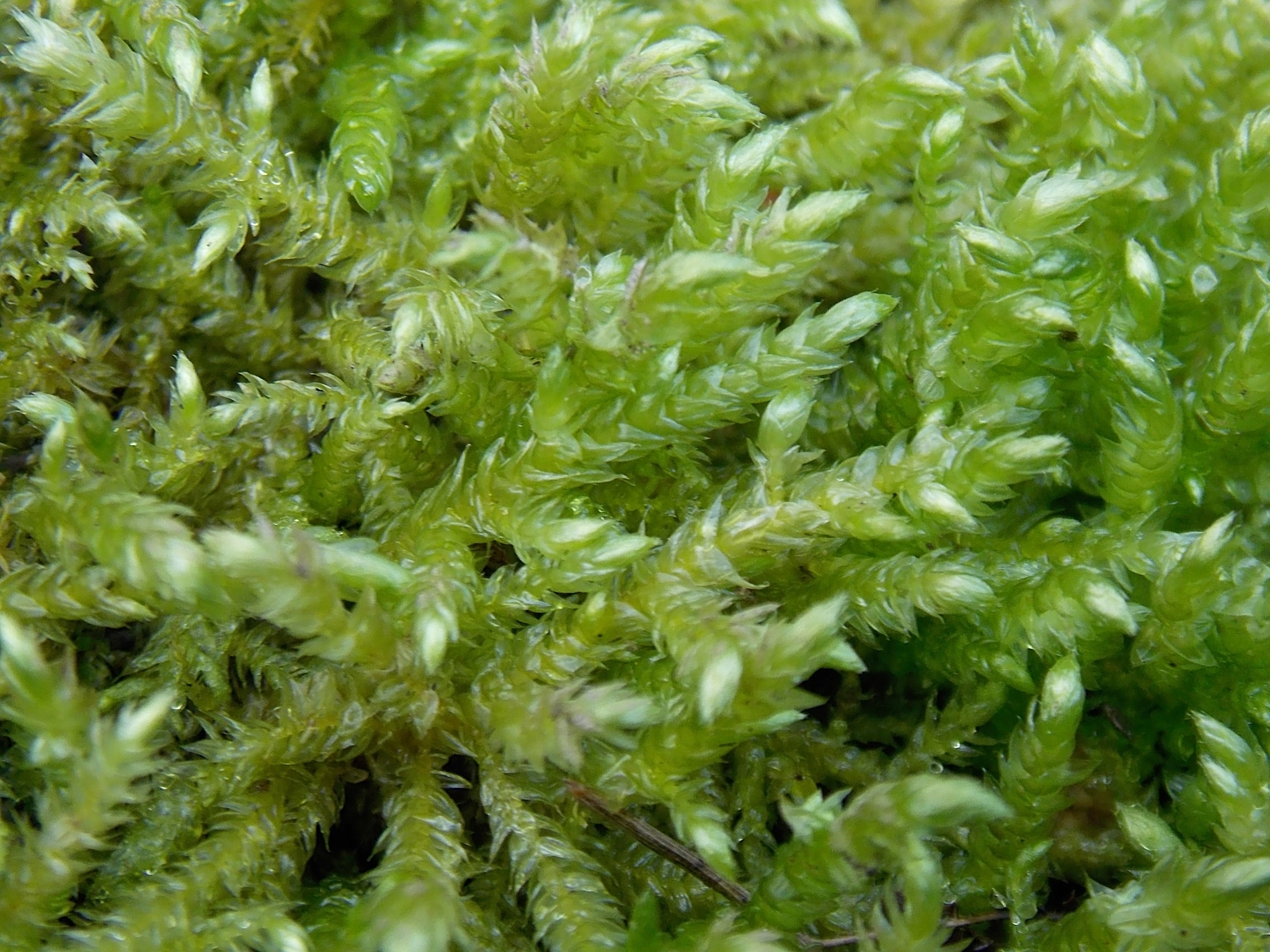 Brachythecium