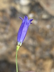 Siphocodon spartioides