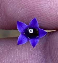 Siphocodon spartioides