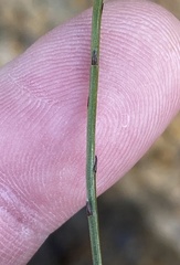 Siphocodon spartioides