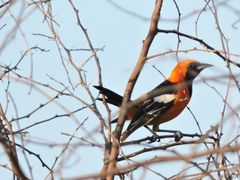 Icterus cucullatus