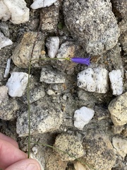 Siphocodon spartioides