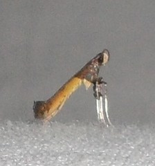 Caloptilia azaleella