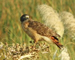 Rupornis magnirostris