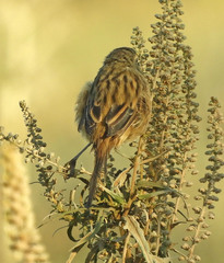 Donacospiza albifrons