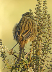 Donacospiza albifrons