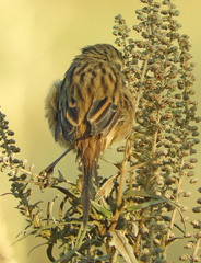 Donacospiza albifrons