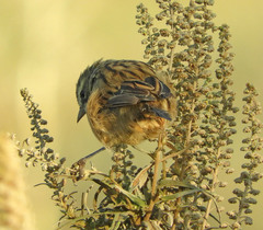 Donacospiza albifrons