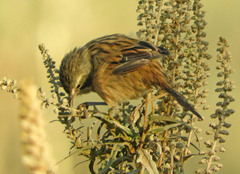 Donacospiza albifrons