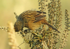 Donacospiza albifrons