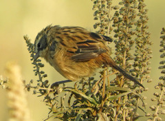 Donacospiza albifrons
