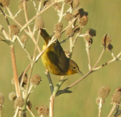 Geothlypis velata