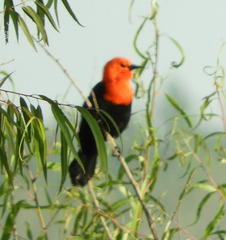 Amblyramphus holosericeus