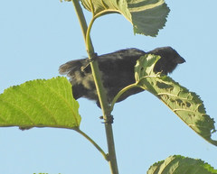 Stephanophorus diadematus