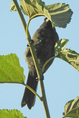 Stephanophorus diadematus