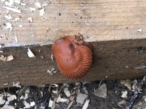 Prpolji (Arionidae)
