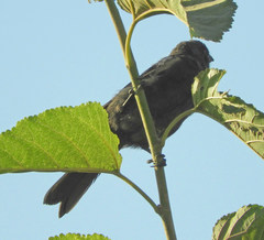 Stephanophorus diadematus