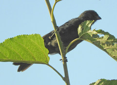 Stephanophorus diadematus