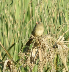 Embernagra platensis