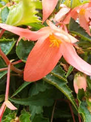 Begonia boliviensis