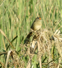 Embernagra platensis