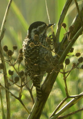 Dryobates mixtus