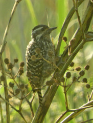 Dryobates mixtus