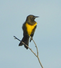 Pseudoleistes virescens