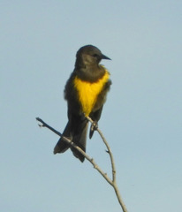 Pseudoleistes virescens