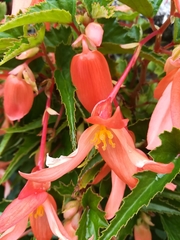 Begonia boliviensis
