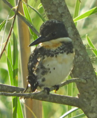 Chloroceryle americana