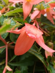Begonia boliviensis