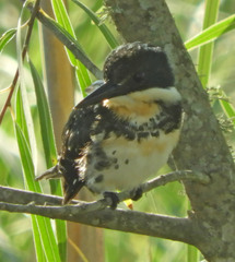 Chloroceryle americana