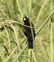 Hymenops perspicillatus