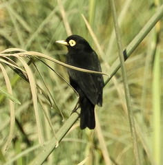 Hymenops perspicillatus