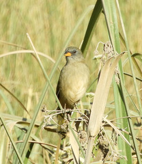 Embernagra platensis