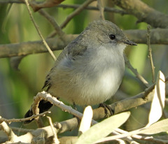 Serpophaga nigricans