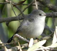 Serpophaga nigricans