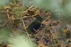 Spodiornis rusticus
