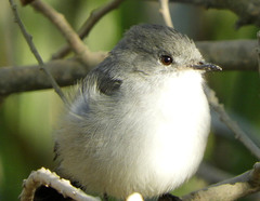 Serpophaga nigricans