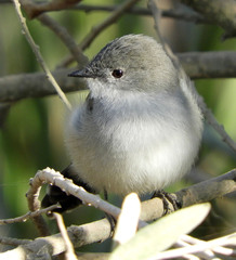 Serpophaga nigricans