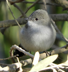 Serpophaga nigricans
