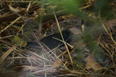 Spodiornis rusticus